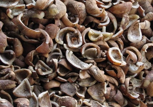 Cabinet sets higher MSP for copra for the 2026 season